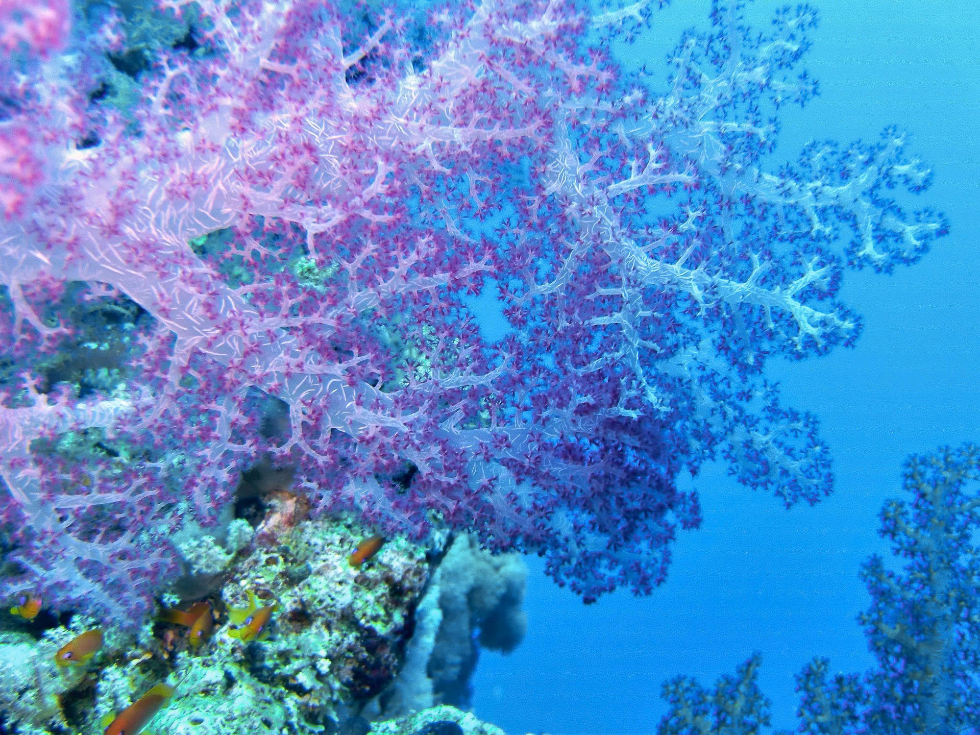 Карал врагов. Коралловый риф кораллы. Коралловые рифы красного моря. Красный коралл рифы. Герматипные кораллы.